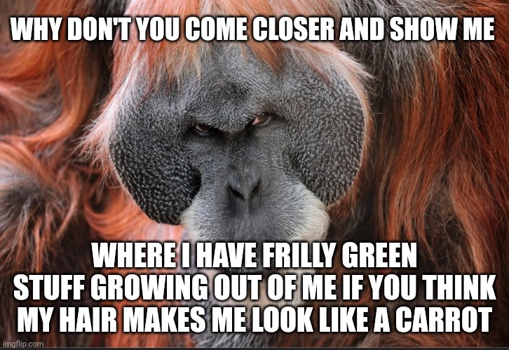 Orangutan-devious | WHY DON'T YOU COME CLOSER AND SHOW ME; WHERE I HAVE FRILLY GREEN STUFF GROWING OUT OF ME IF YOU THINK MY HAIR MAKES ME LOOK LIKE A CARROT | image tagged in orangutan-devious | made w/ Imgflip meme maker