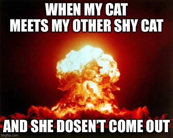 My cats are not happy | WHEN MY CAT MEETS MY OTHER SHY CAT; AND SHE DOSEN’T COME OUT | image tagged in memes,nuclear explosion | made w/ Imgflip meme maker