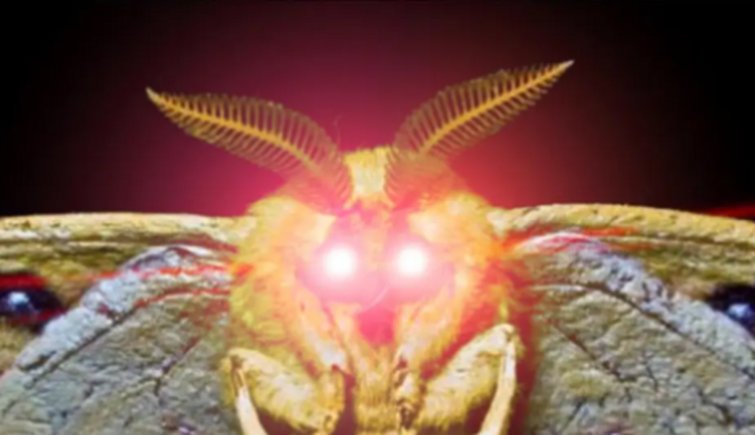 Red eye moth Blank Meme Template