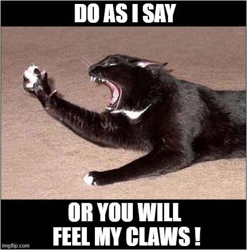 You Have Been Warned ! | DO AS I SAY; OR YOU WILL
 FEEL MY CLAWS ! | image tagged in cats,warning,claws | made w/ Imgflip meme maker