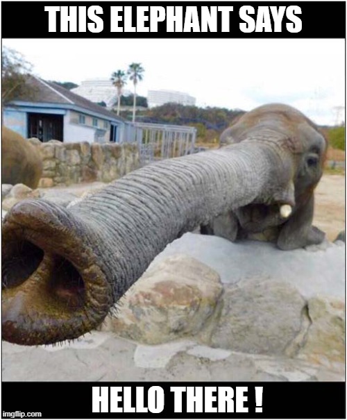 It's A Trunk Call ! | THIS ELEPHANT SAYS; HELLO THERE ! | image tagged in elephant,trunks,hello there | made w/ Imgflip meme maker