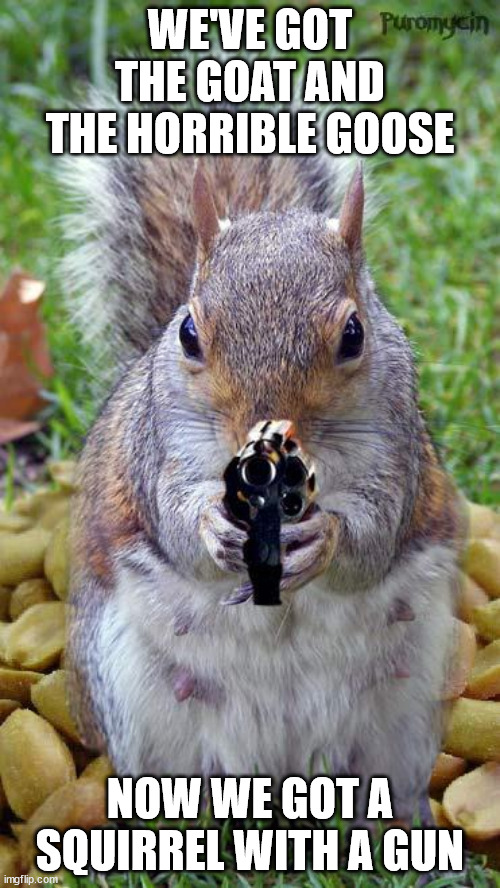 Goat, Squirrel, and Goose. | WE'VE GOT THE GOAT AND THE HORRIBLE GOOSE; NOW WE GOT A SQUIRREL WITH A GUN | image tagged in funny squirrels with guns 5 | made w/ Imgflip meme maker