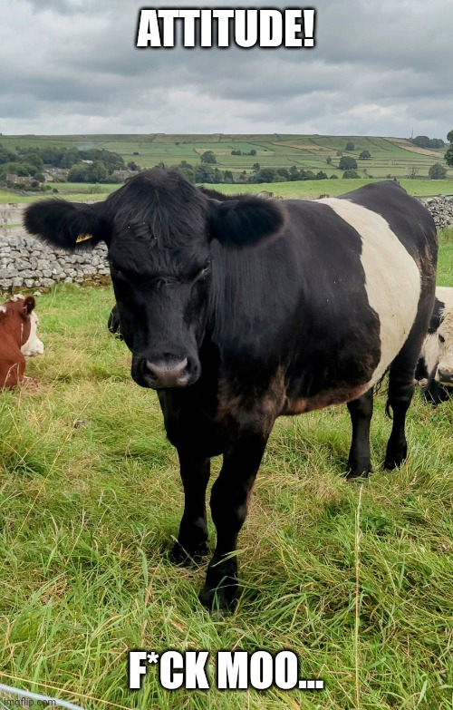 Attitude | ATTITUDE! F*CK MOO... | image tagged in someone's got attitude | made w/ Imgflip meme maker