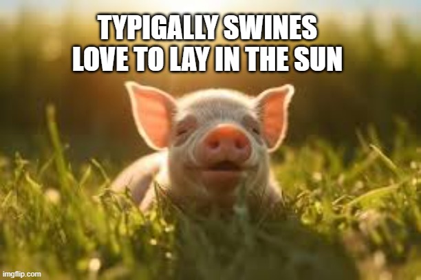 memes by Brad - Pigs typ-pigally like to lay in the sun | TYPIGALLY SWINES LOVE TO LAY IN THE SUN | image tagged in funny,repost,fun,pigs,funny meme,humor | made w/ Imgflip meme maker