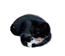 Maxwell the cat Meme Template
