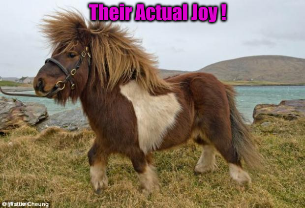 Shetland Pony | Their Actual Joy ! | image tagged in shetland pony | made w/ Imgflip meme maker