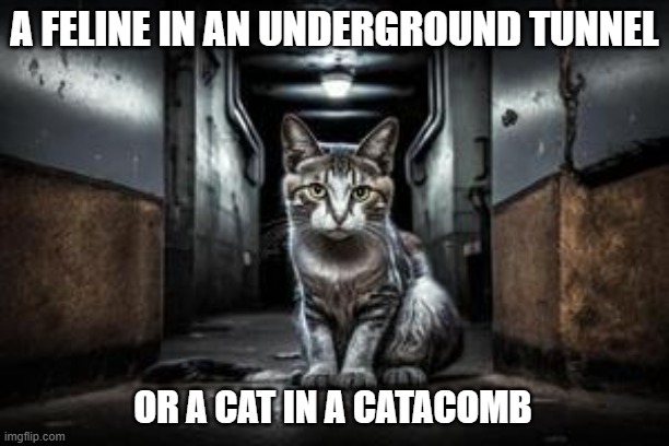 memes by Brad - My cat was in an underground tunnel. A cat-acomb. | A FELINE IN AN UNDERGROUND TUNNEL; OR A CAT IN A CATACOMB | image tagged in funny,cats,kitten,funny cat memes,cute kittens,humor | made w/ Imgflip meme maker