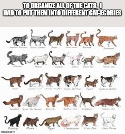 memes by Brad - To organize the cats, I had to cat-egorize them. | TO ORGANIZE ALL OF THE CATS,  I HAD TO PUT THEM INTO DIFFERENT CAT-EGORIES | image tagged in funny,cats,kitten,funny cat memes,cute kittens,humor | made w/ Imgflip meme maker