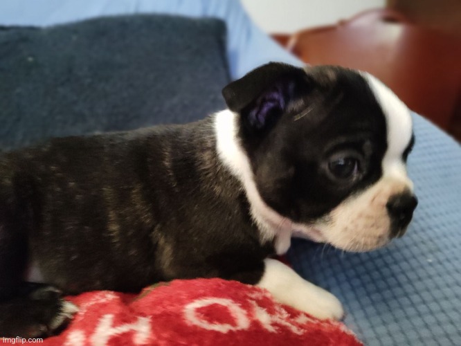 I get puppeh soon .w. | made w/ Imgflip meme maker