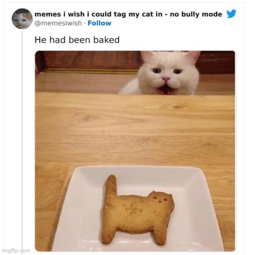 Bake | image tagged in cats | made w/ Imgflip meme maker