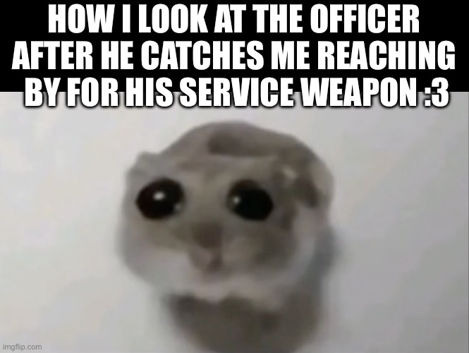 I was just feeling a little silly today :3 | HOW I LOOK AT THE OFFICER AFTER HE CATCHES ME REACHING  BY FOR HIS SERVICE WEAPON :3 | image tagged in sad hamster | made w/ Imgflip meme maker