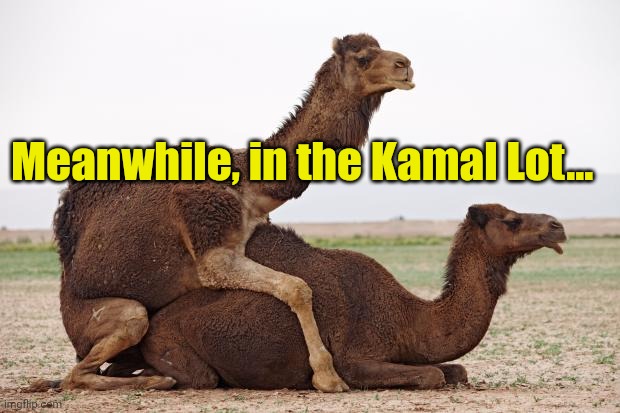 camelsex | Meanwhile, in the Kamal Lot... | image tagged in camelsex | made w/ Imgflip meme maker