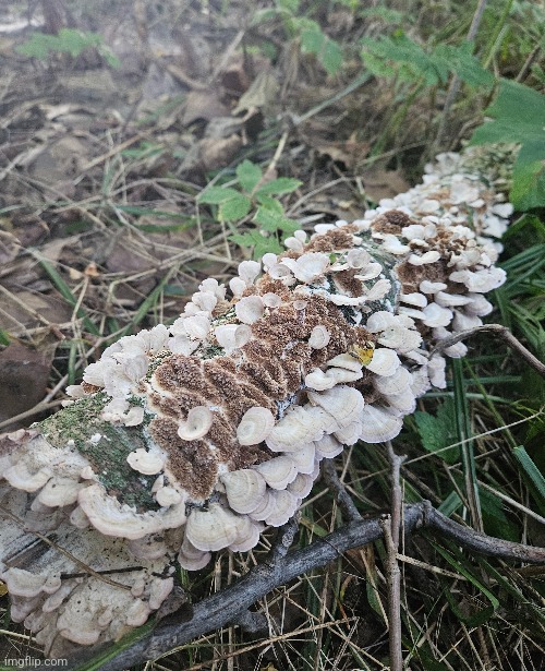 A LOG COVERED IN TURKEY TRAIL MUSHROOMS | image tagged in forest,mushroom,mushrooms,trees | made w/ Imgflip meme maker