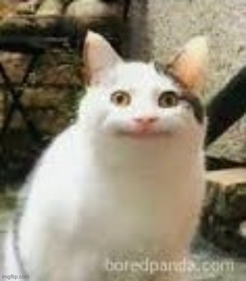 meh cat | image tagged in meh cat | made w/ Imgflip meme maker