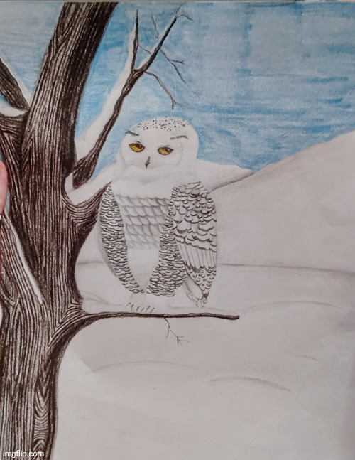 Snowy owl drawing | image tagged in drawing,owl,art,birds,harry potter,slytherin | made w/ Imgflip meme maker