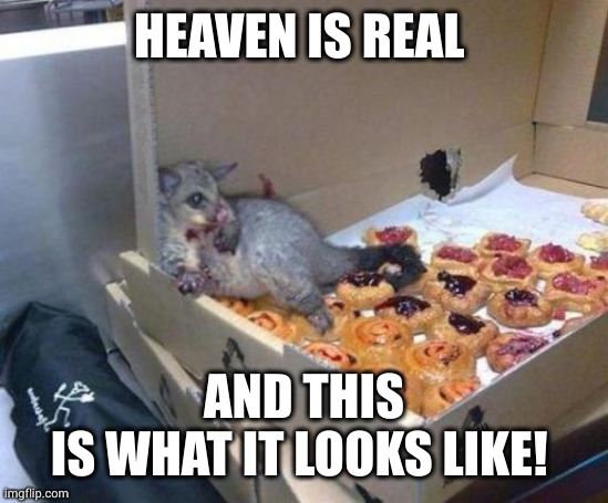 I've been to possum heaven! | HEAVEN IS REAL; AND THIS
IS WHAT IT LOOKS LIKE! | image tagged in possum,memes,danishes,office treats,out of control,welcome to heaven | made w/ Imgflip meme maker