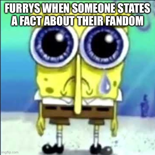 Oh boo hoo let me play a sad song on the world’s smallest violin | FURRYS WHEN SOMEONE STATES A FACT ABOUT THEIR FANDOM | image tagged in sad spongebob | made w/ Imgflip meme maker