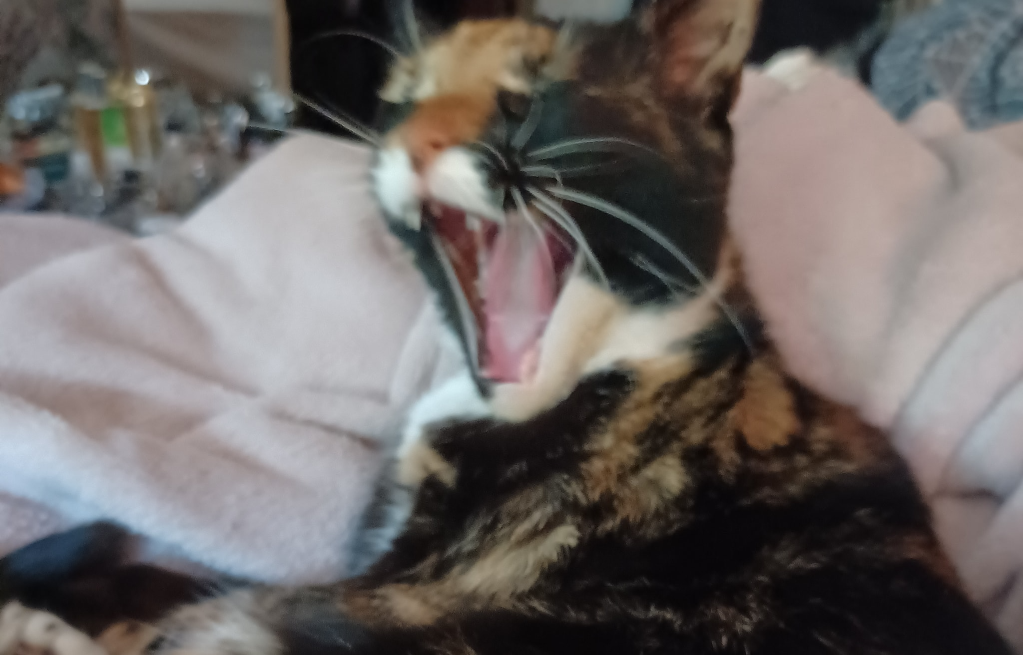 Gigi Blank Meme Template