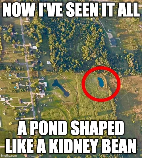 Pond Shaped like a Kidney Bean | NOW I'VE SEEN IT ALL; A POND SHAPED LIKE A KIDNEY BEAN | image tagged in funny memes | made w/ Imgflip meme maker