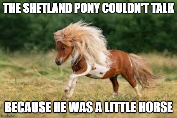 memes by Brad - pony couldn't talk because he was a little horse | THE SHETLAND PONY COULDN'T TALK; BECAUSE HE WAS A LITTLE HORSE | image tagged in funny,fun,horse,pony,humor,funny meme | made w/ Imgflip meme maker