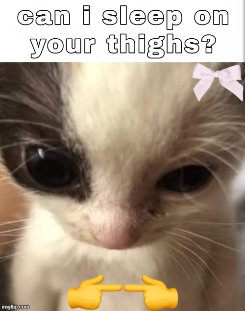 can i sleep on your thighs? | image tagged in cats,cute cat | made w/ Imgflip meme maker