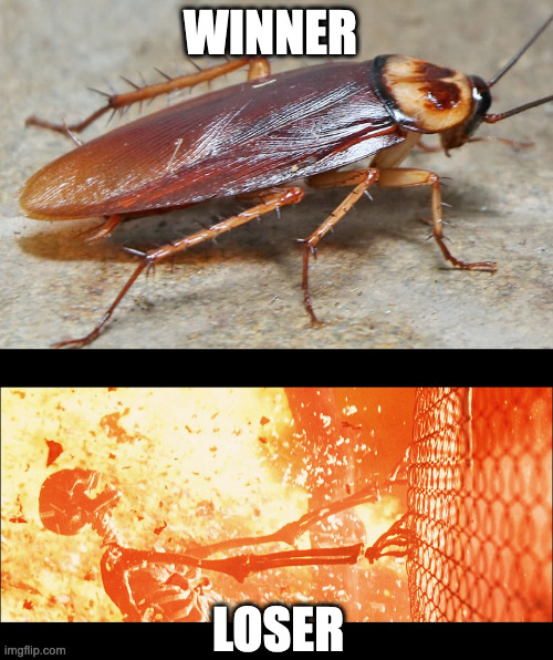 Truth: Cockroaches Would Rule  After a Nuclear War | WINNER LOSER | image tagged in texas state animal,terminator 2 sarah skeleton | made w/ Imgflip meme maker