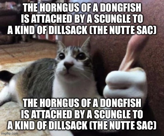 thumb cat | THE HORNGUS OF A DONGFISH IS ATTACHED BY A SCUNGLE TO A KIND OF DILLSACK (THE NUTTE SAC); THE HORNGUS OF A DONGFISH IS ATTACHED BY A SCUNGLE TO A KIND OF DILLSACK (THE NUTTE SAC) | image tagged in thumb cat | made w/ Imgflip meme maker