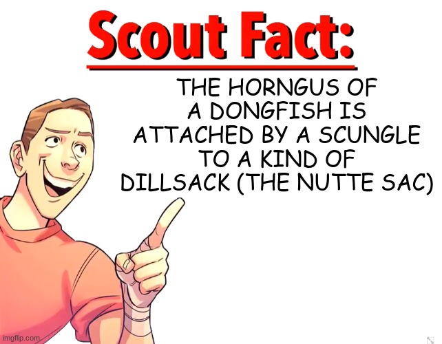 Scout Fact | THE HORNGUS OF A DONGFISH IS ATTACHED BY A SCUNGLE TO A KIND OF DILLSACK (THE NUTTE SAC) | image tagged in scout fact | made w/ Imgflip meme maker