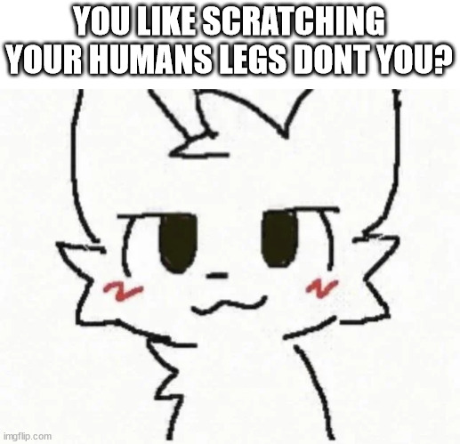 YOU LIKE SCRATCHING YOUR HUMANS LEGS DONT YOU? | made w/ Imgflip meme maker