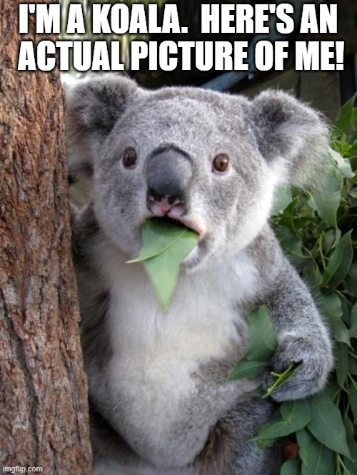 I'M A KOALA.  HERE'S AN
 ACTUAL PICTURE OF ME! | made w/ Imgflip meme maker