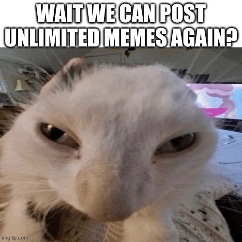 Distorted guh cat | WAIT WE CAN POST UNLIMITED MEMES AGAIN? | image tagged in distorted guh cat | made w/ Imgflip meme maker