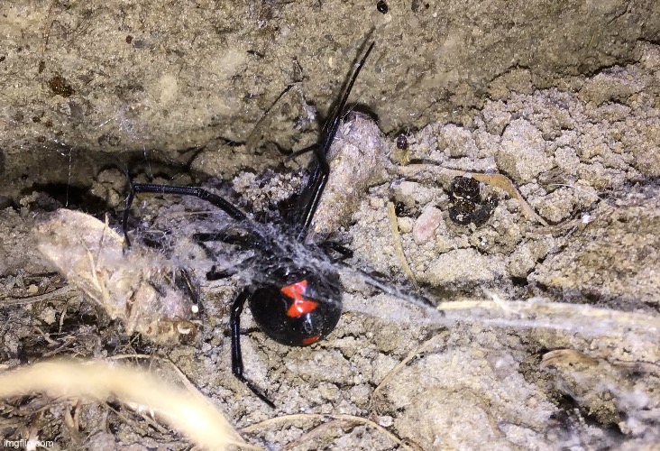 Found a black widow | image tagged in black widow | made w/ Imgflip meme maker