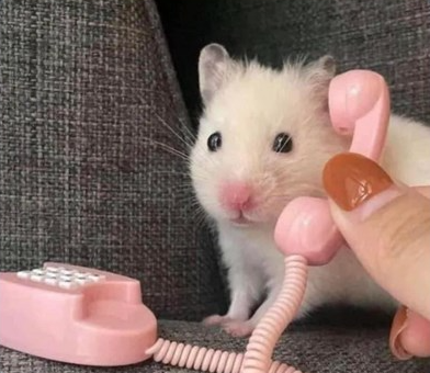 hamster Blank Meme Template