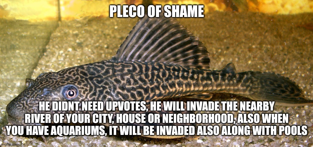 Pleco of shame | image tagged in pleco of shame | made w/ Imgflip meme maker