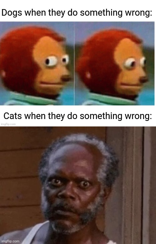 The truth about dogs and cats | Dogs when they do something wrong:; Cats when they do something wrong: | image tagged in samuel l jackson - stare,guilty,dogs,cats,know the difference | made w/ Imgflip meme maker