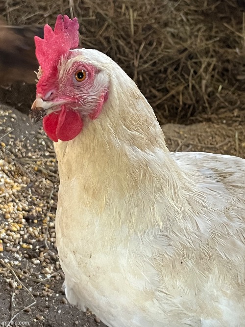 My hen named marshmellow :) | made w/ Imgflip meme maker