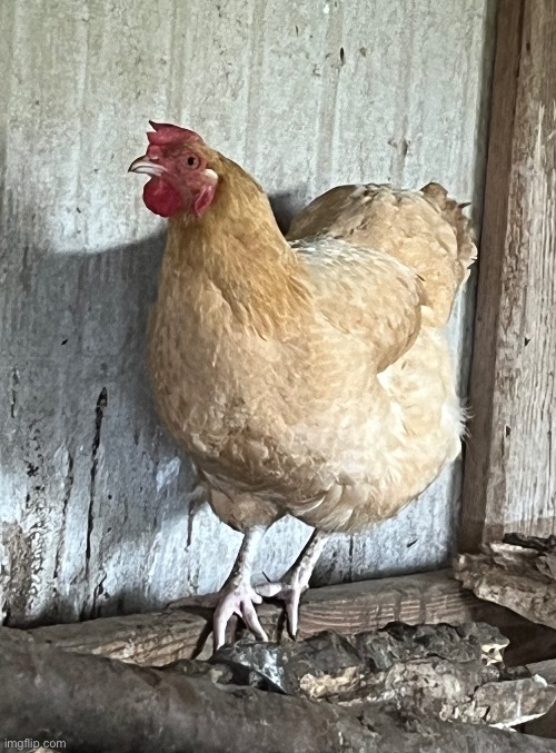 And this ones name is feather :D | made w/ Imgflip meme maker