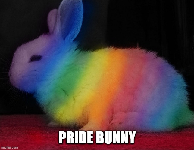 Pride Bunny | PRIDE BUNNY | image tagged in bunnies | made w/ Imgflip meme maker