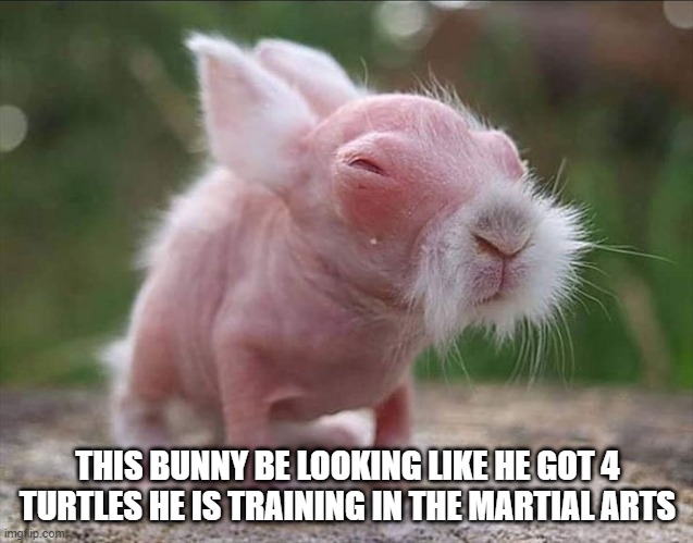 Master Splinter | THIS BUNNY BE LOOKING LIKE HE GOT 4 TURTLES HE IS TRAINING IN THE MARTIAL ARTS | image tagged in bunnies | made w/ Imgflip meme maker