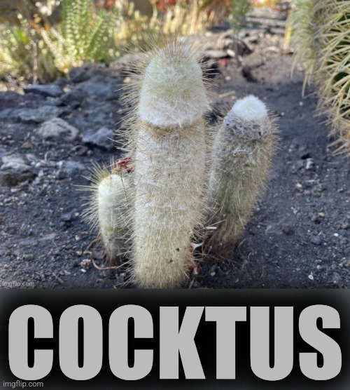 COCKTUS | made w/ Imgflip meme maker