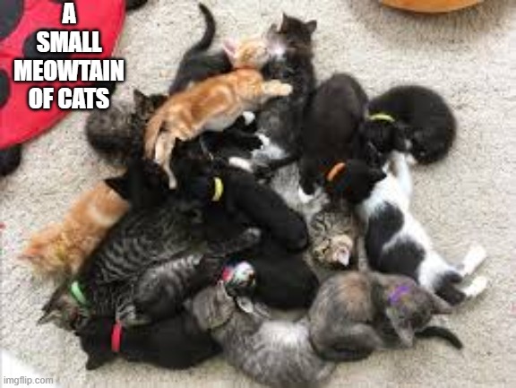 memes by Brad - A small mountain of cats - humor | A SMALL MEOWTAIN OF CATS | image tagged in funny,cats,kittens,funny cat memes,cute kitten,humor | made w/ Imgflip meme maker