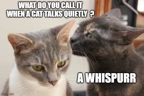 memes by Brad - When a cat talks quietly, do you call it a whispurr? | WHAT DO YOU CALL IT WHEN A CAT TALKS QUIETLY  ? A WHISPURR | image tagged in funny,cats,cute kittens,funny cat memes,kitten,humor | made w/ Imgflip meme maker