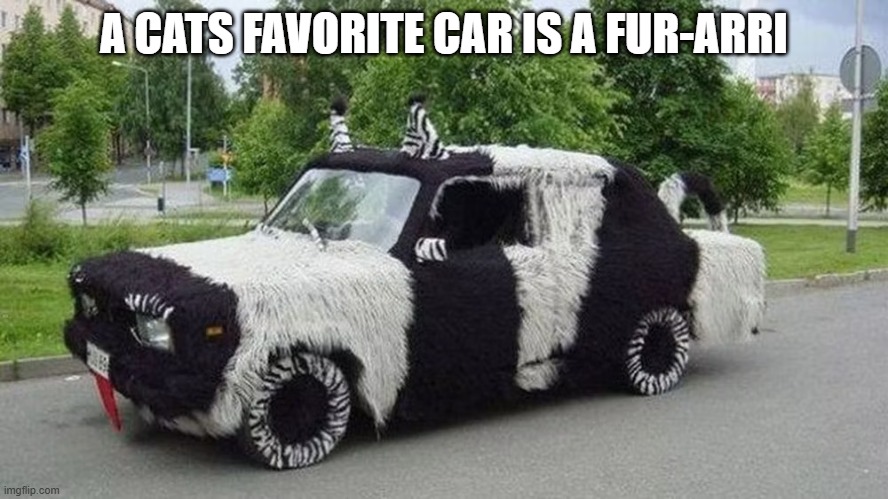 memes by Brad - A cats favorite car is a Furrari | A CATS FAVORITE CAR IS A FUR-ARRI | image tagged in funny,cats,fun,kittens,cars,humor | made w/ Imgflip meme maker