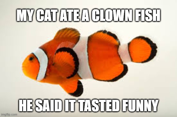 memes by Brad - My cat ate a clown fish and said it tasted funny | MY CAT ATE A CLOWN FISH; HE SAID IT TASTED FUNNY | image tagged in funny,cats,kittens,fish,funny cat memes,humor | made w/ Imgflip meme maker