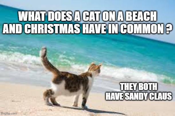 memes by Brafd - What do cats on a beach and Christmas have in common? | WHAT DOES A CAT ON A BEACH AND CHRISTMAS HAVE IN COMMON ? THEY BOTH HAVE SANDY CLAUS | image tagged in funny,cats,kittens,christmas,beach,humor | made w/ Imgflip meme maker