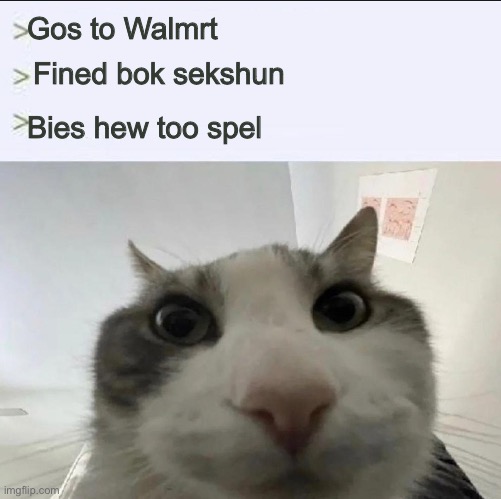 Cat looks inside | Gos to Walmrt; Fined bok sekshun; Bies hew too spel | image tagged in cat looks inside | made w/ Imgflip meme maker