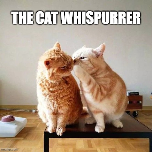 memes by Brad - The cat thinks she's a Cat Whis-purrer | THE CAT WHISPURRER | image tagged in funny,cats,kitten,funny cat memes,cute kittens,humor | made w/ Imgflip meme maker