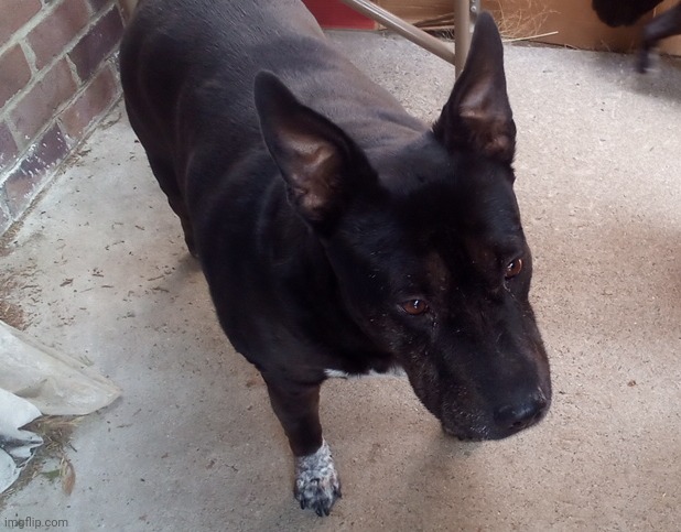 Millie <3 | image tagged in dogs | made w/ Imgflip meme maker