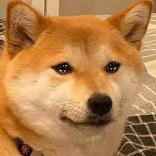 High Quality Sad Shiba Doge Fella Blank Meme Template