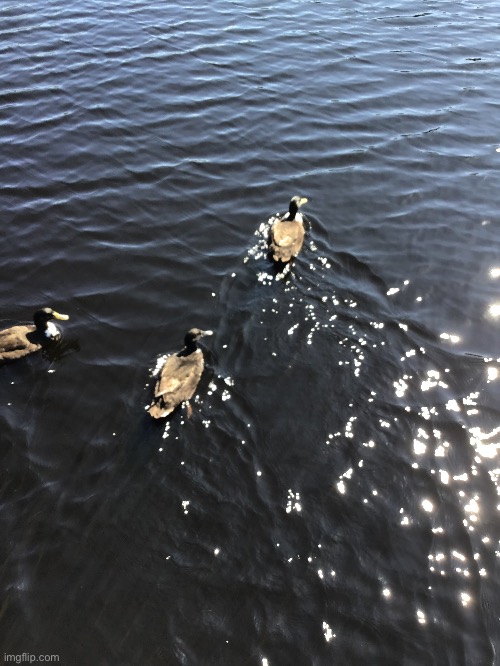 Ducks Blank Meme Template